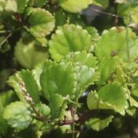 Plectranthus verticillatus (L.f.) Druce